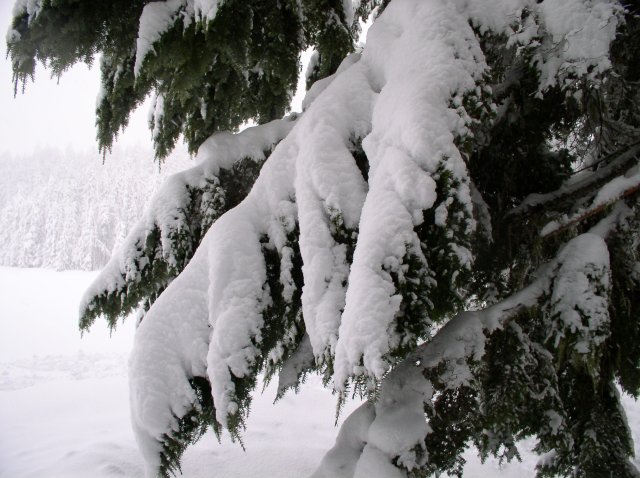 Frog Lake Snowshoe Jan 21 2005 015 